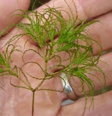 AQUATIC WEED