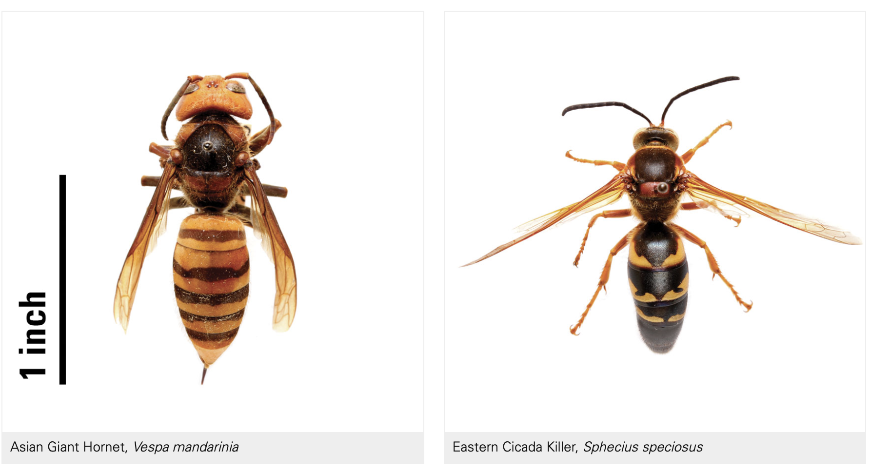 Asian_vs_Cicada.png- Cicada killers (featured on the right) can be identified by their black abdomen with three complex, yellow bands. The head and thorax are rust colored to dark brown.