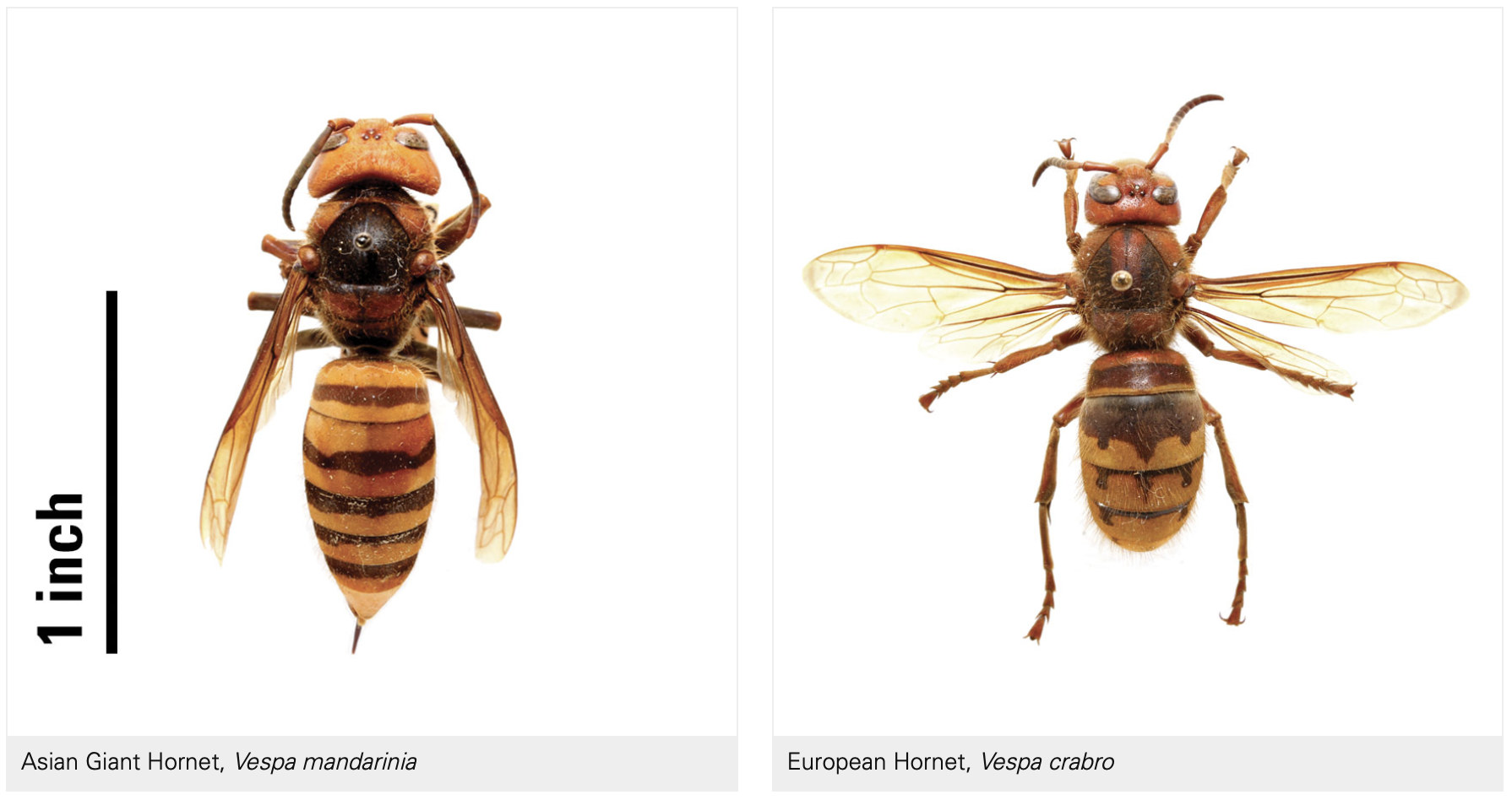 Asian_vs_European.png- European hornets (featured on the right) are brown with wide yellow markings with a reddish-brown head. Asian Hornets (featured on the left) have large, yellow heads with small eyes. Their stripes are even without the dot-like accents.