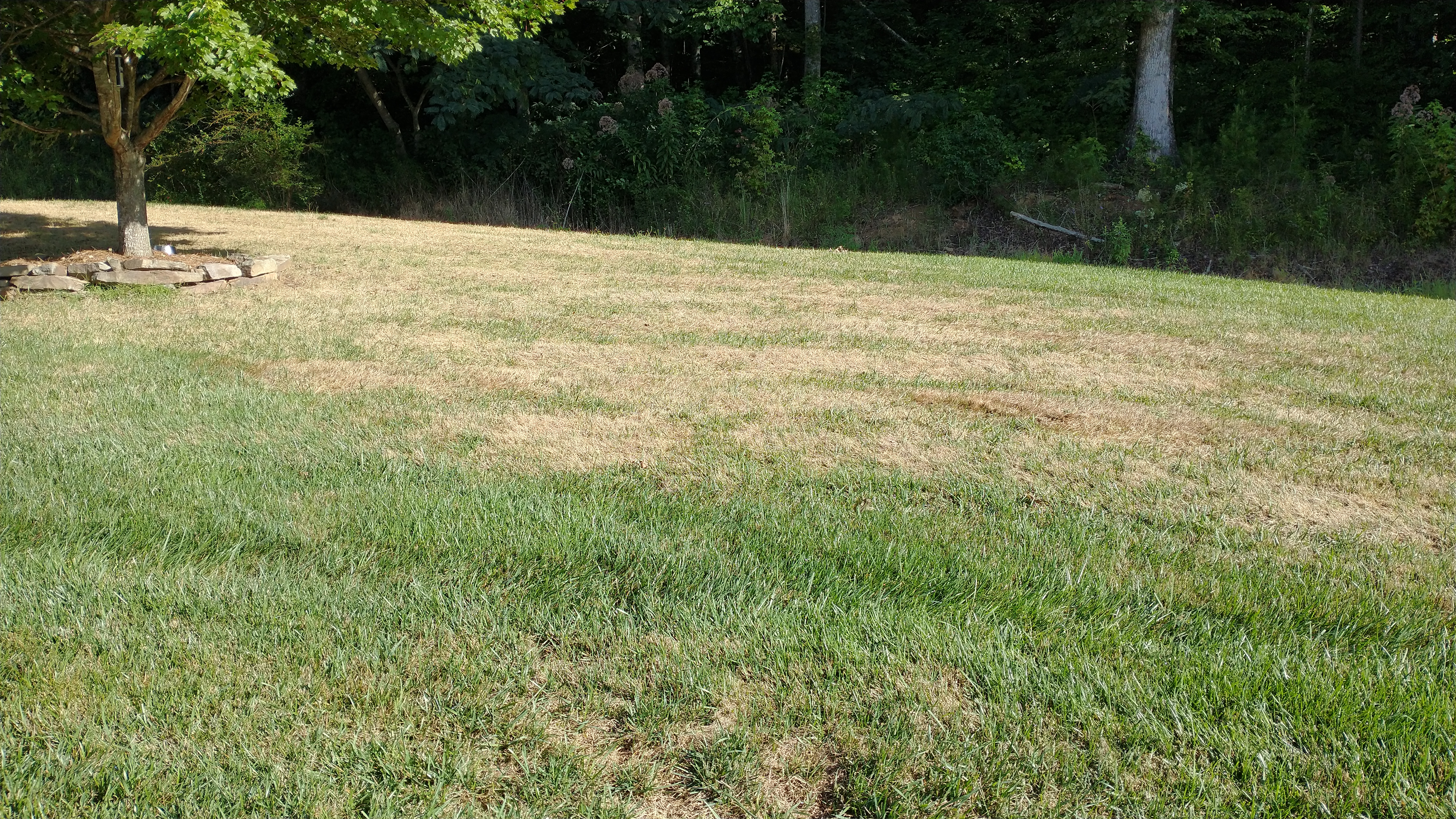 fall army worm damage in lawn