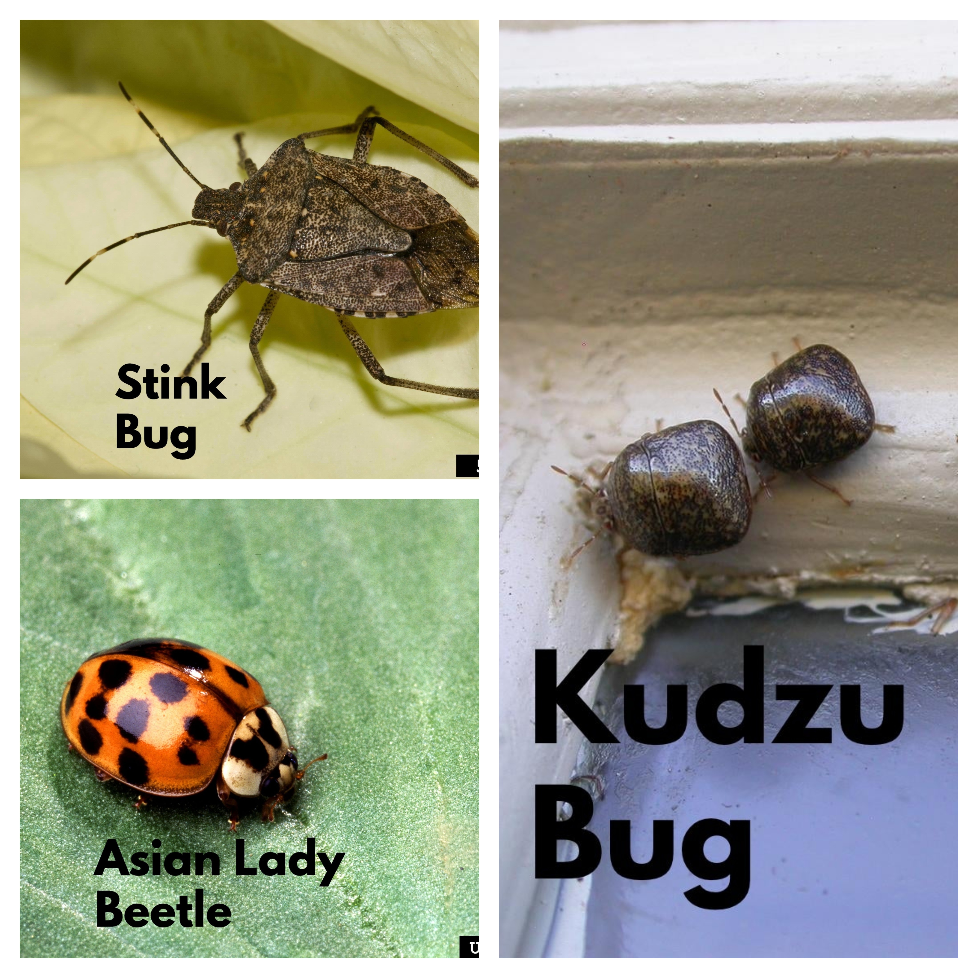 stink bug, kudzu bug, and asian beetle