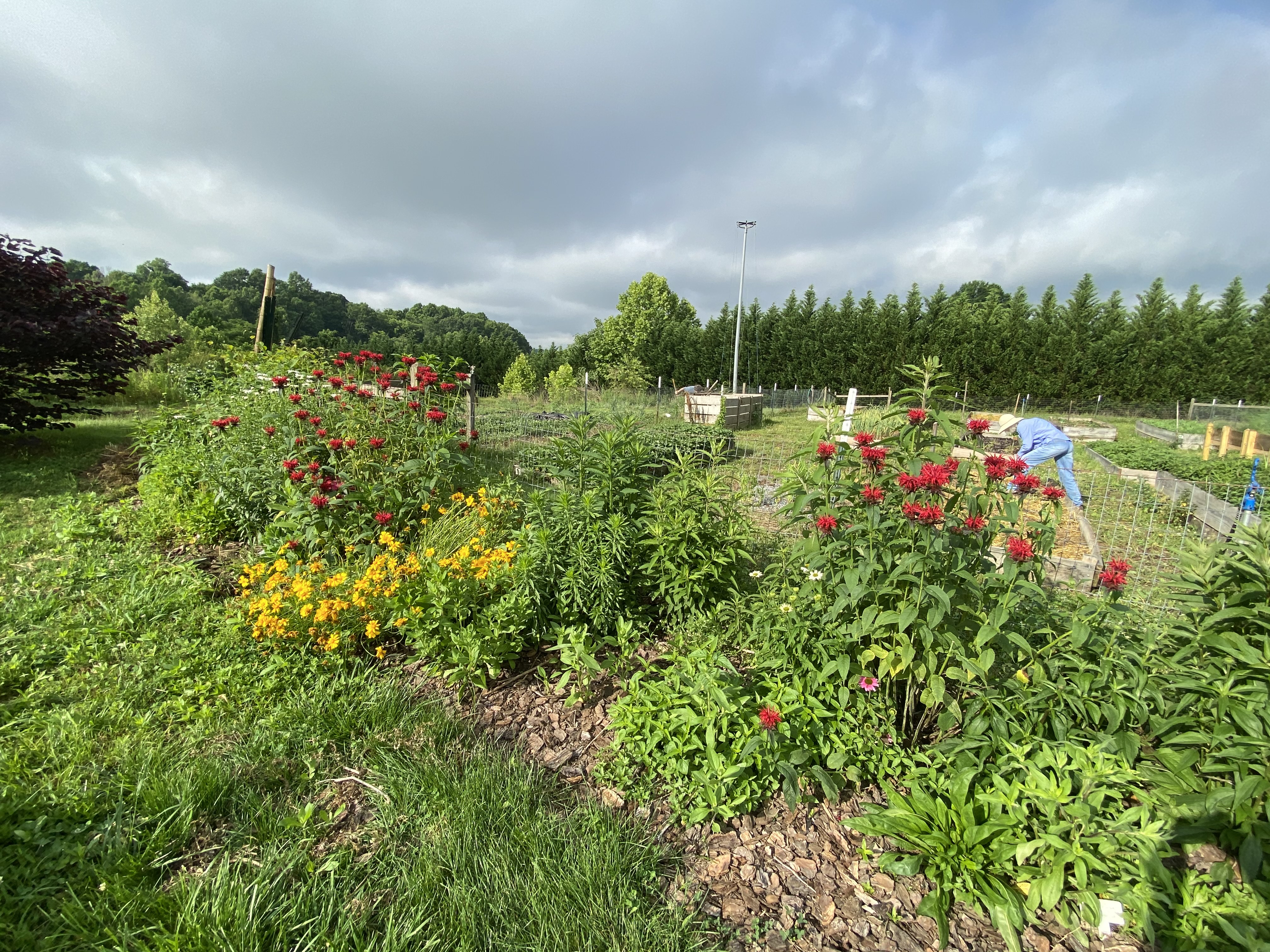 Converted grass space into pollinator garden out at Unity Park and Community Gardens.