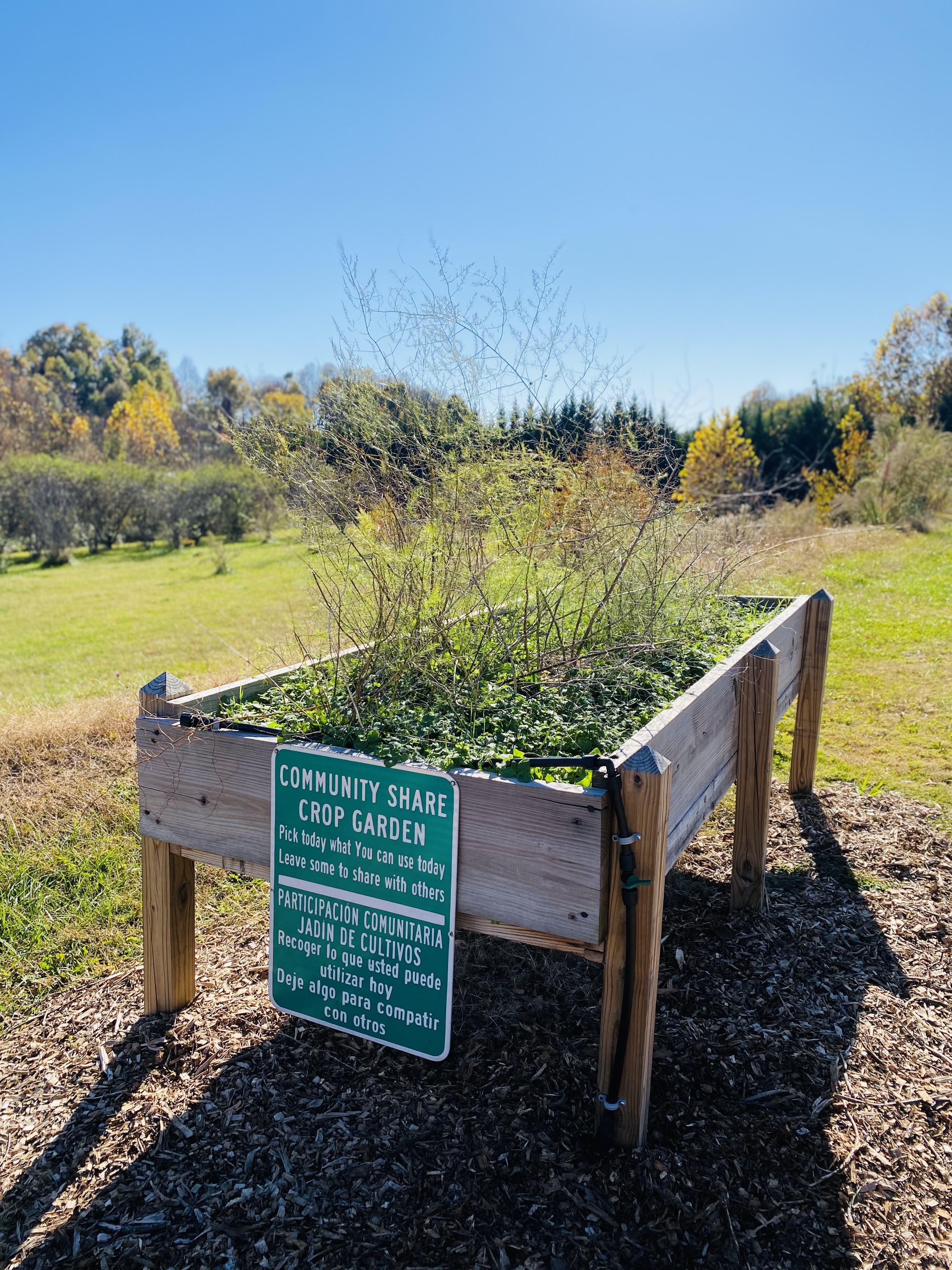 Asparagus will grow great in a raised bed setting like this one pictured here at Unity Park and Community Garden. 