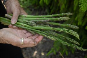 asparagus in a hand