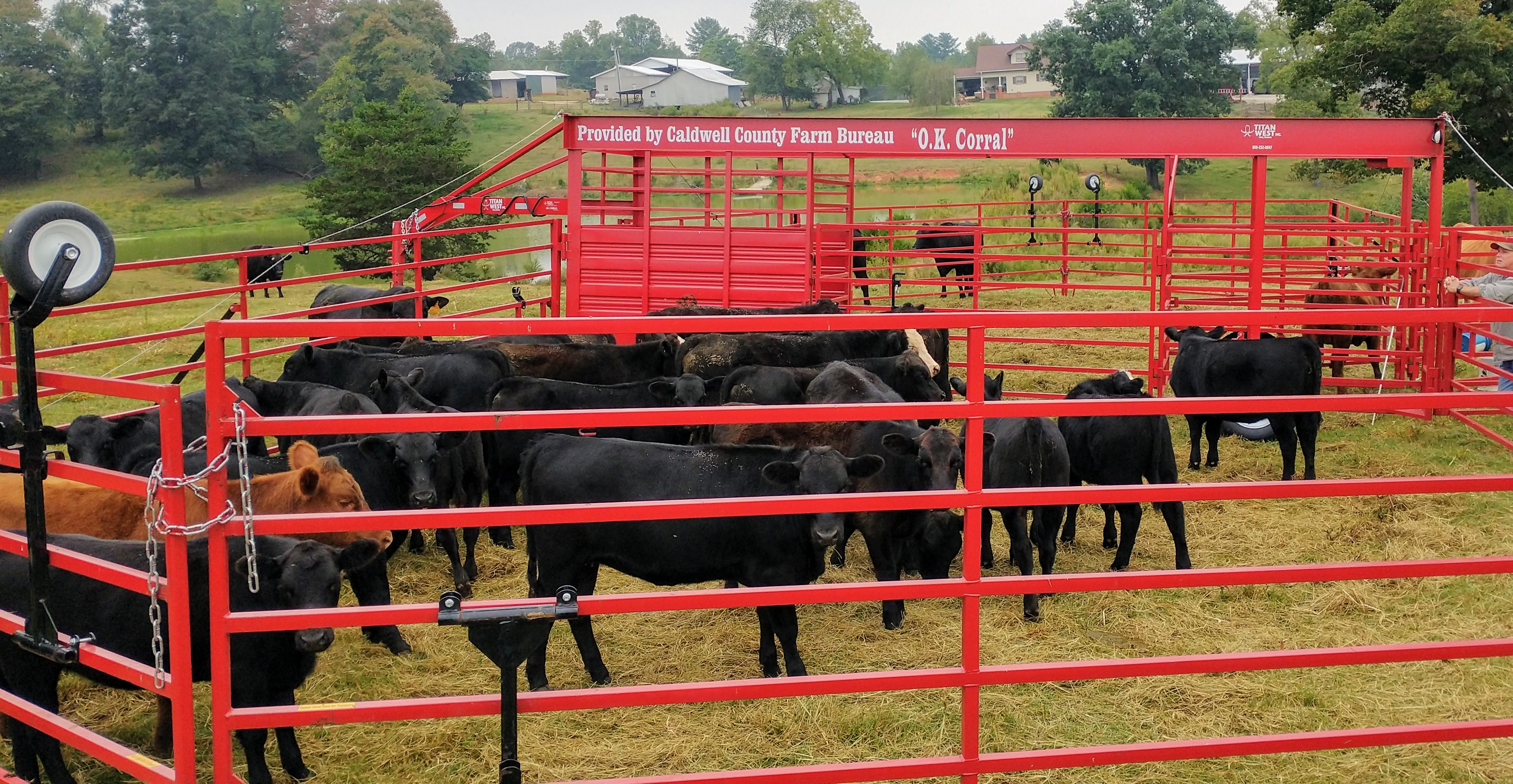 Yearling cattle waiting in the corral to be loaded. (credit: Seth Nagy)
