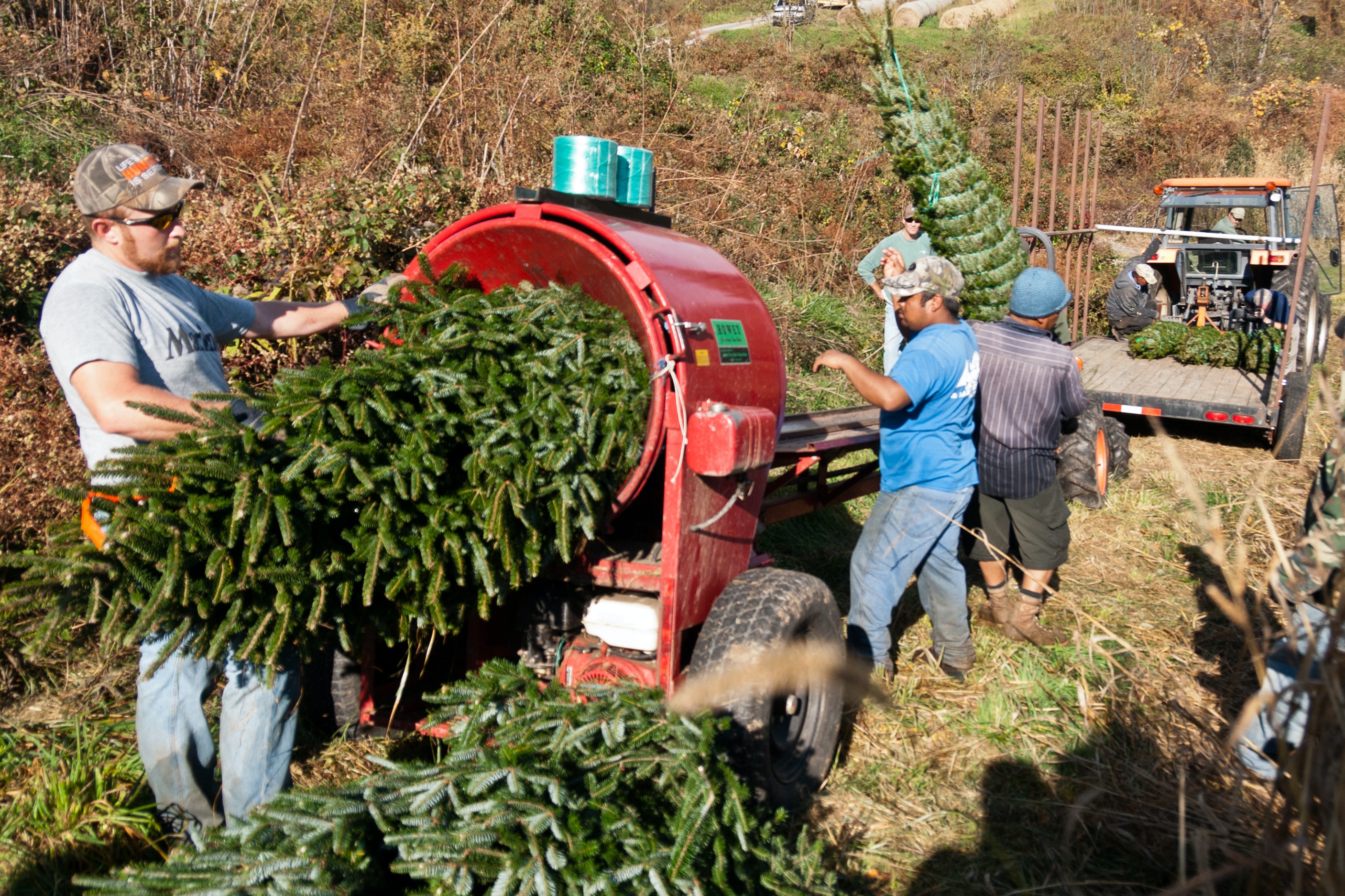 Men harvesting Christmas trees