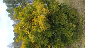 Cover photo for County Extension Answers Seasonal Questions