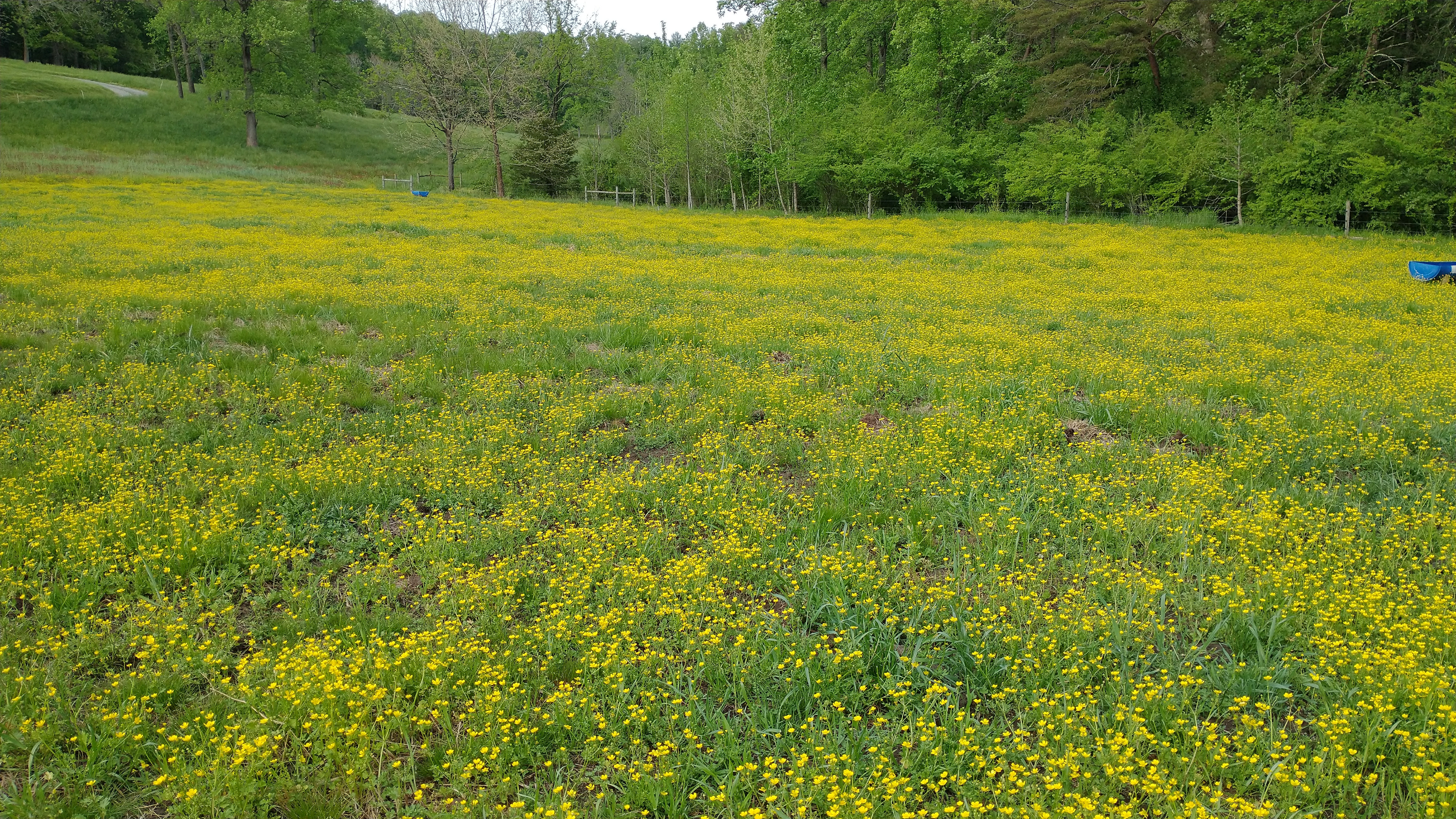 Buttercup in field