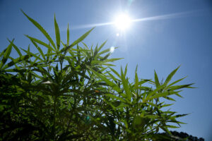 sun shining on hemp leaves