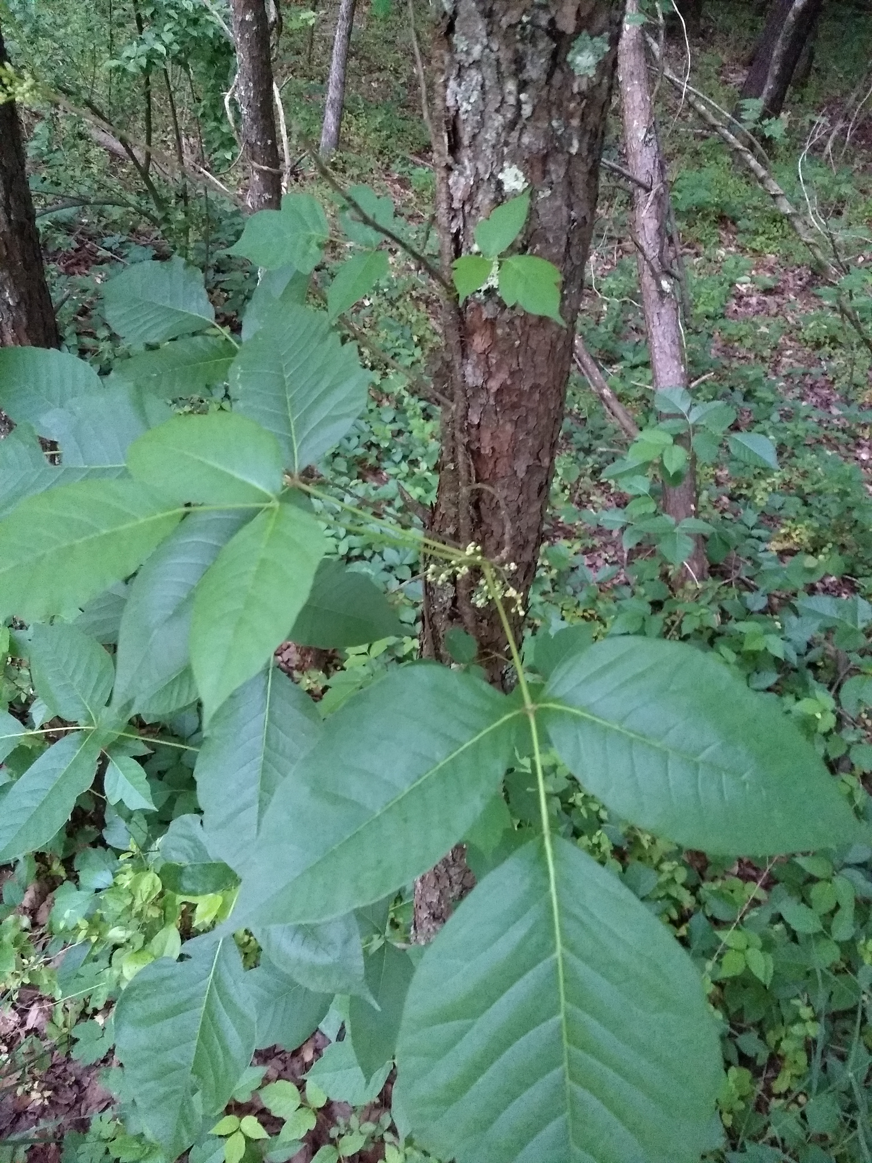 Poison Ivy in its native habitat. The small white flowers will become yellow white berries in the fall. (credit: Seth Nagy)