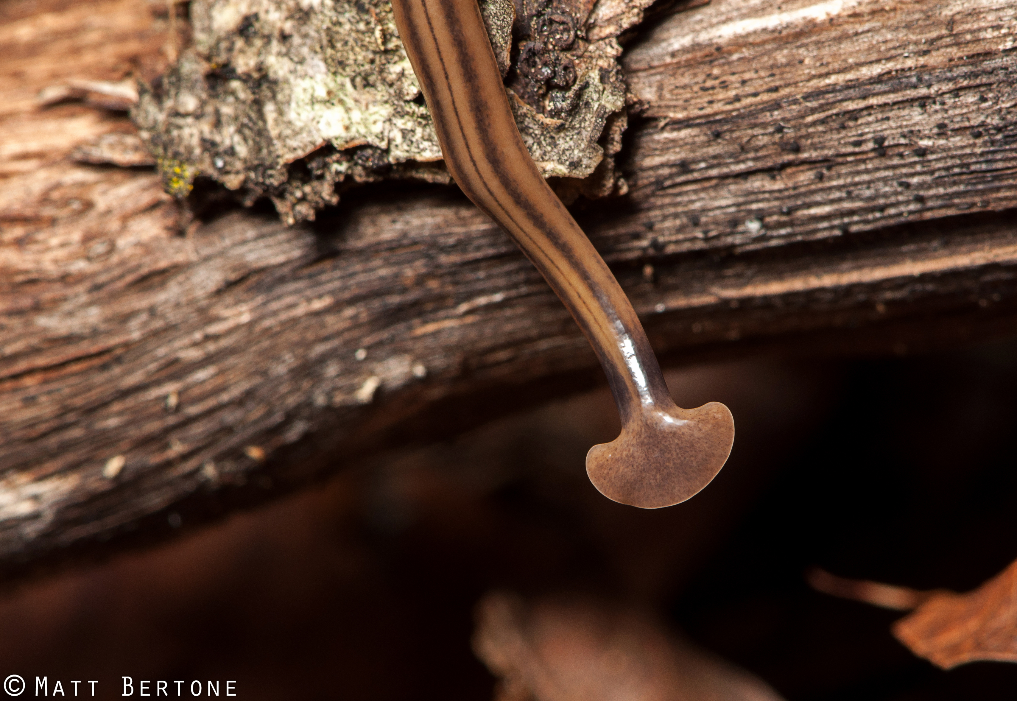 The semi-circular head of flatworms in the genus Bipalium (and closely related genera) house sensory organs and numerous tiny eyes, and also give rise to their common name, hammerhead worms.