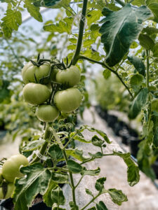 tomatoes on the vine