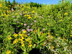 Cover photo for Get Your Pollinator Gardening Questions Answered!