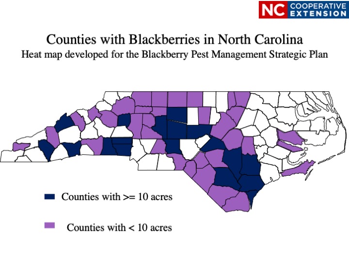 County Map of NC Blackberry Production