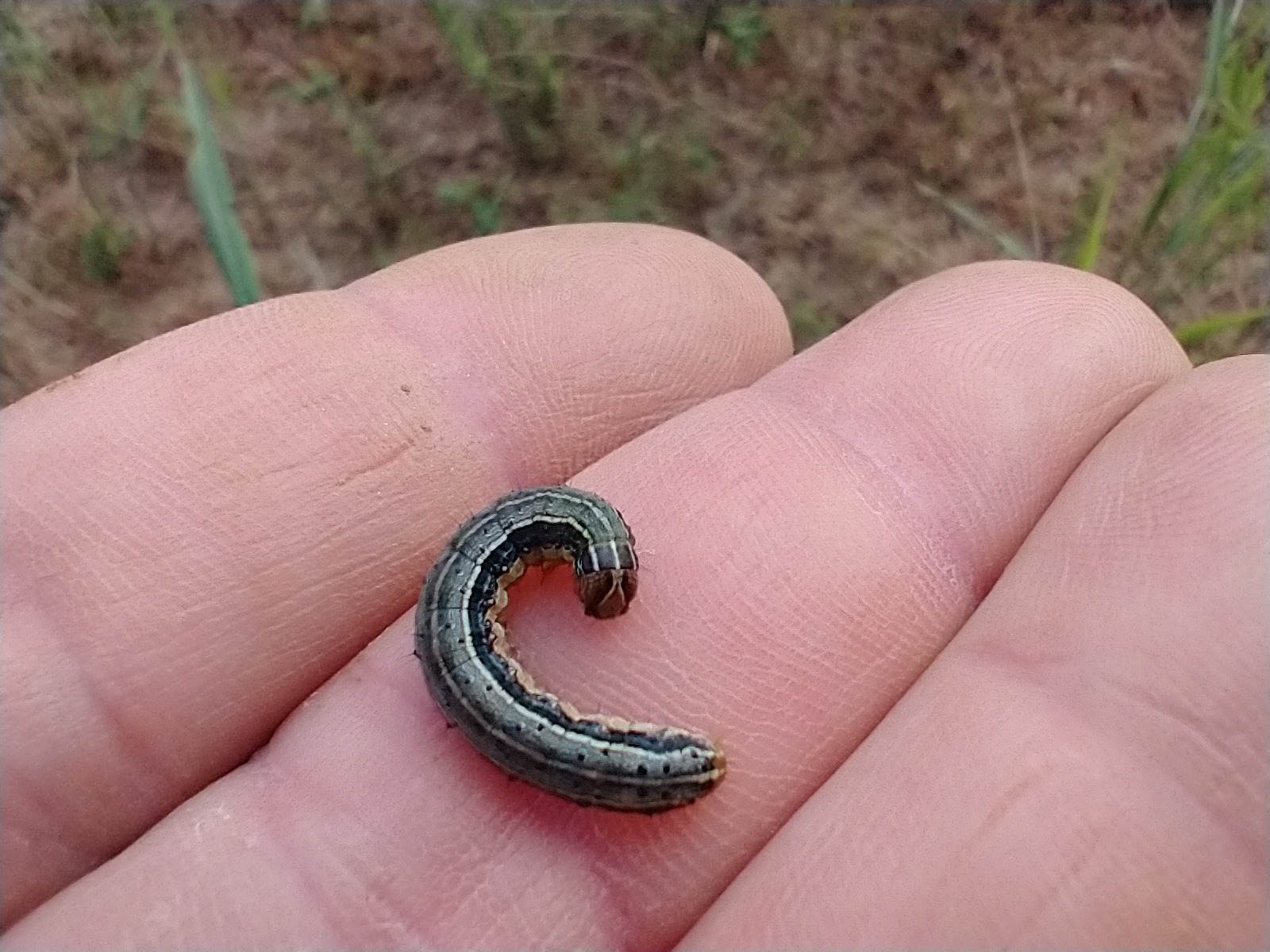 The inverted "Y" on the fall armyworm head capsule is unique to this pest. (credit: Seth Nagy)