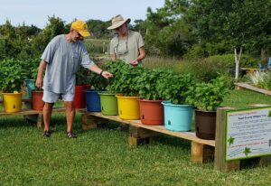 Carteret County's basil downy mildew test plot.