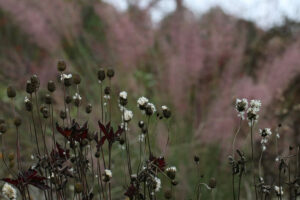 Cover photo for Fall Chores in the Pollinator Garden: Leave the Leaves and Save the Stems!