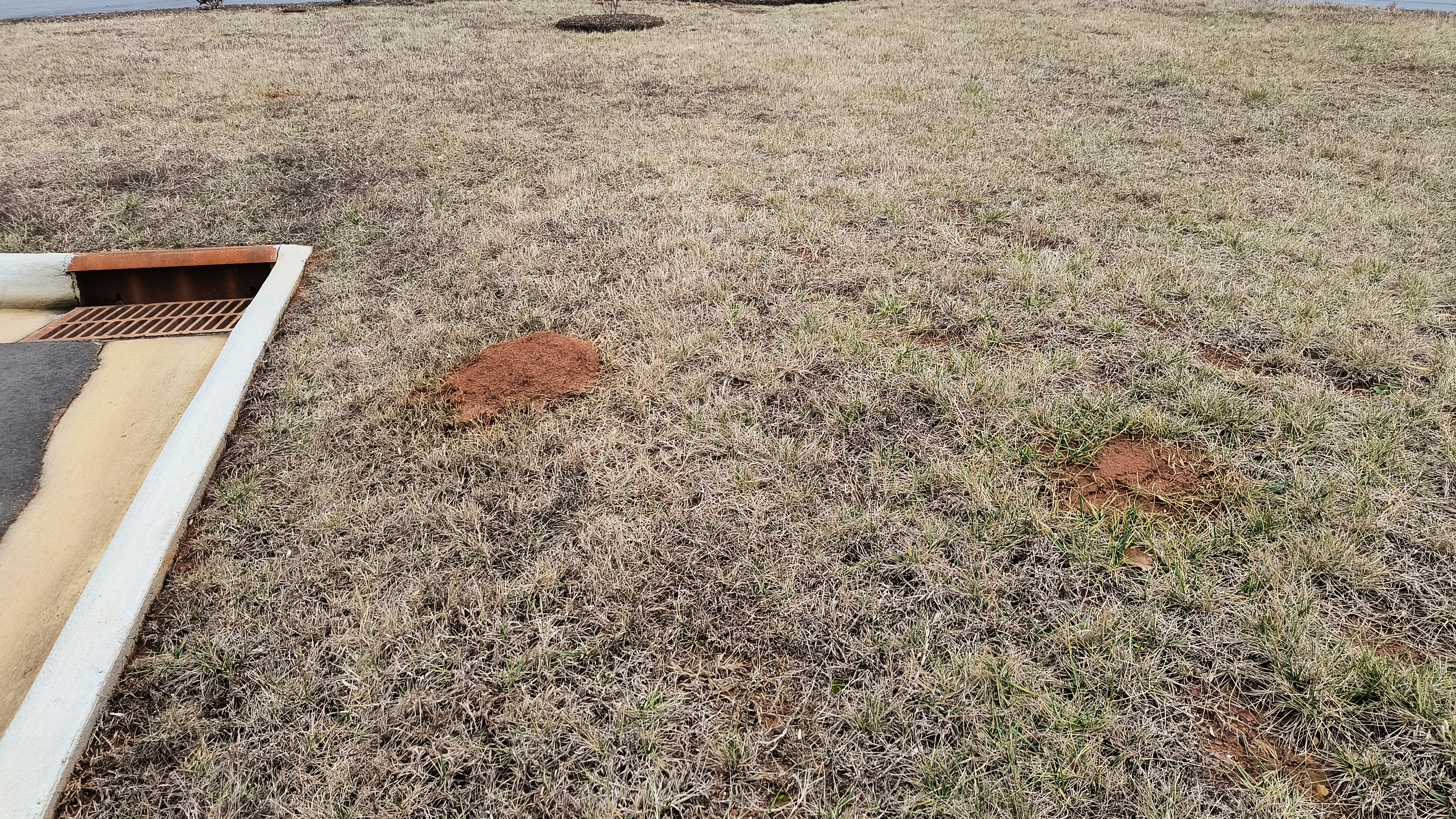 Fire ant mounds will be more common in Caldwell County in 2023. (Credit: Seth Nagy)
