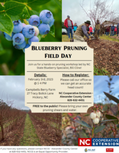 Blueberry pruning flyer
