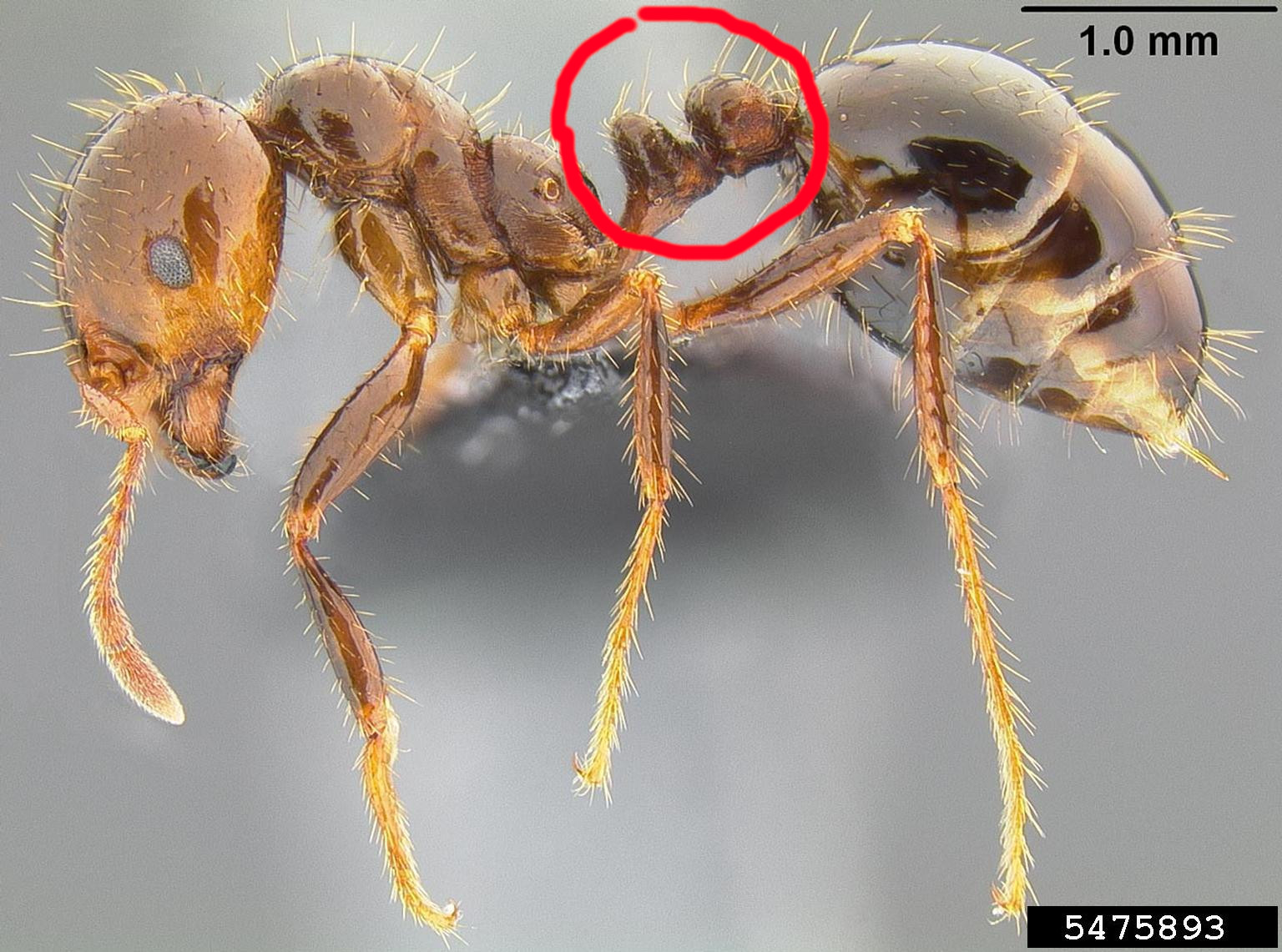 Red Imported Fire Ants can be identified by the two nodes on their petiole. (Credit: Eli Sarnat, PIAkey: Invasive Ants of the Pacific Islands, USDA APHIS PPQ, Bugwood.org) 