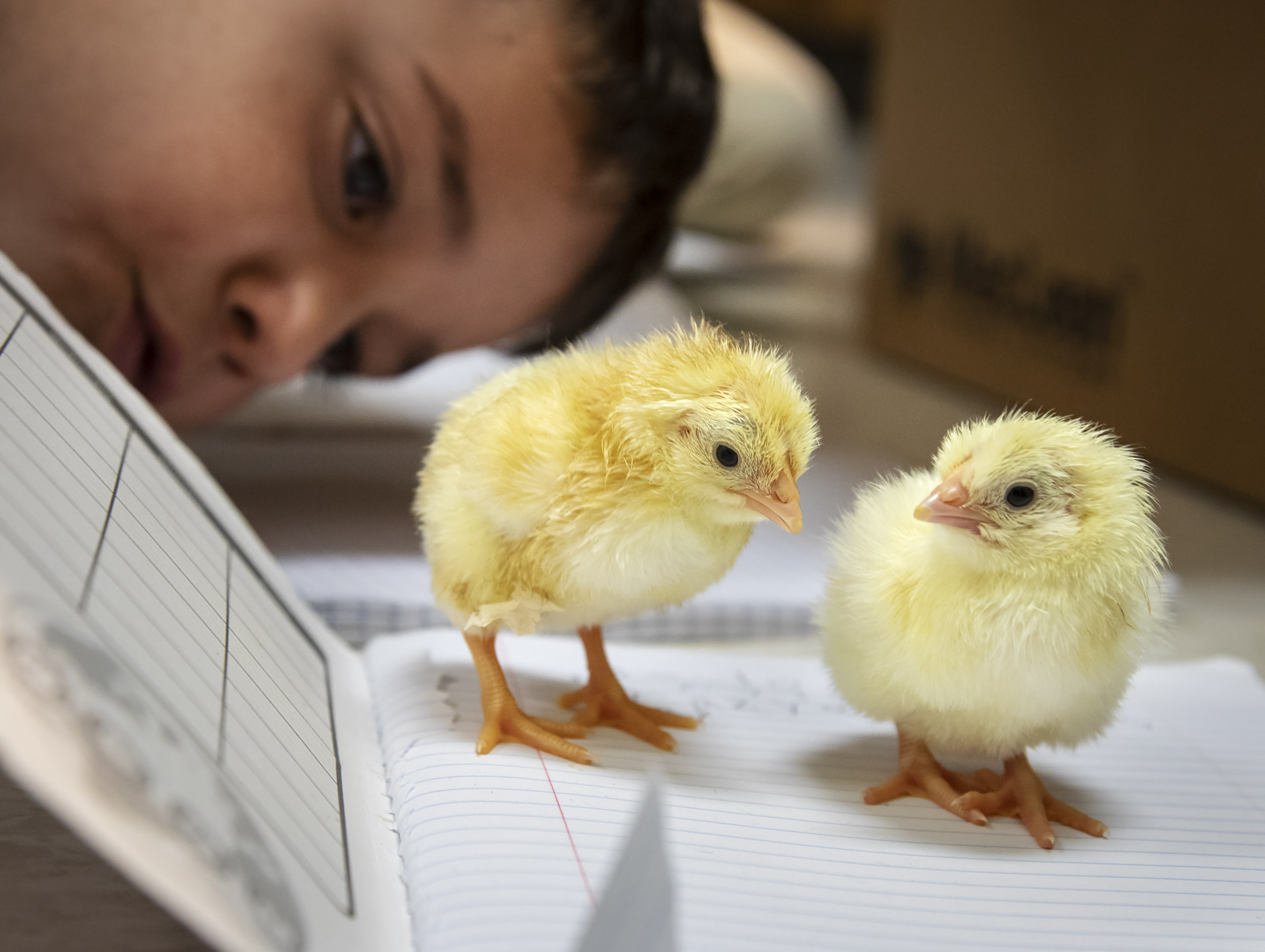 Photo by Ken Martin - a boy observes chicks as part of his 4-H embryology project.