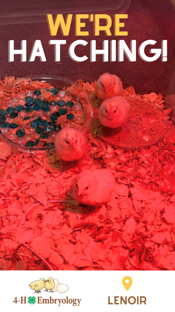 Newly hatched chicks in brooder box under a heat lamp