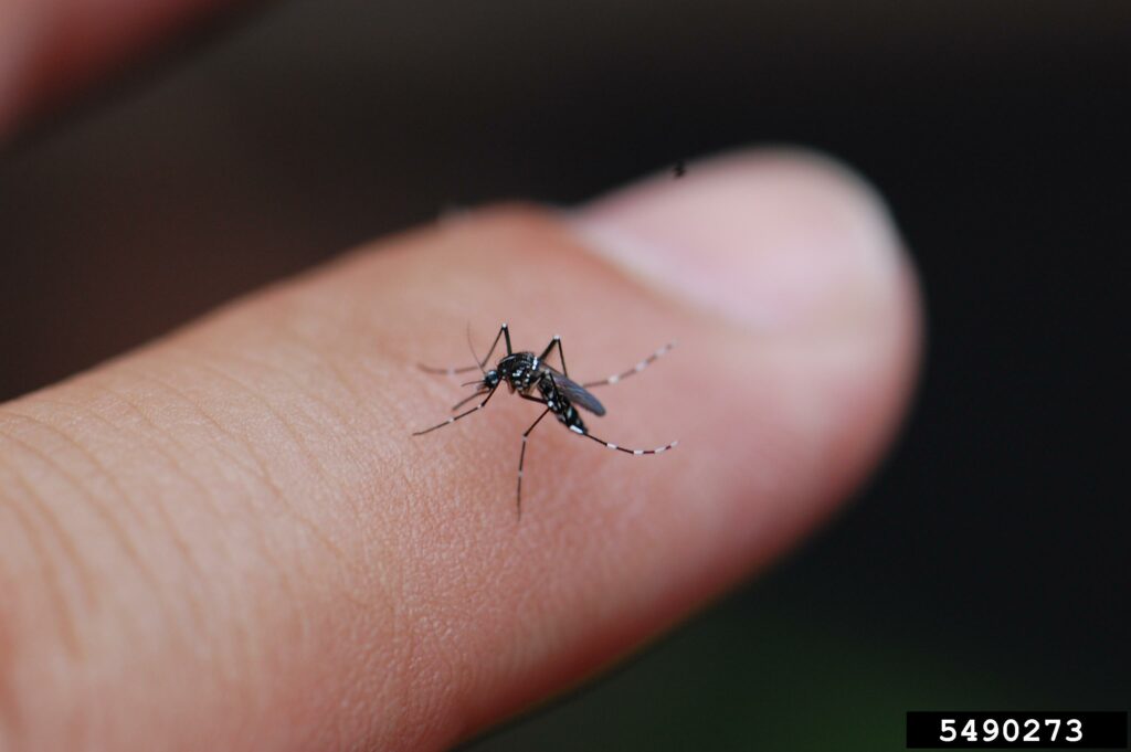 mosquito on a man's finger