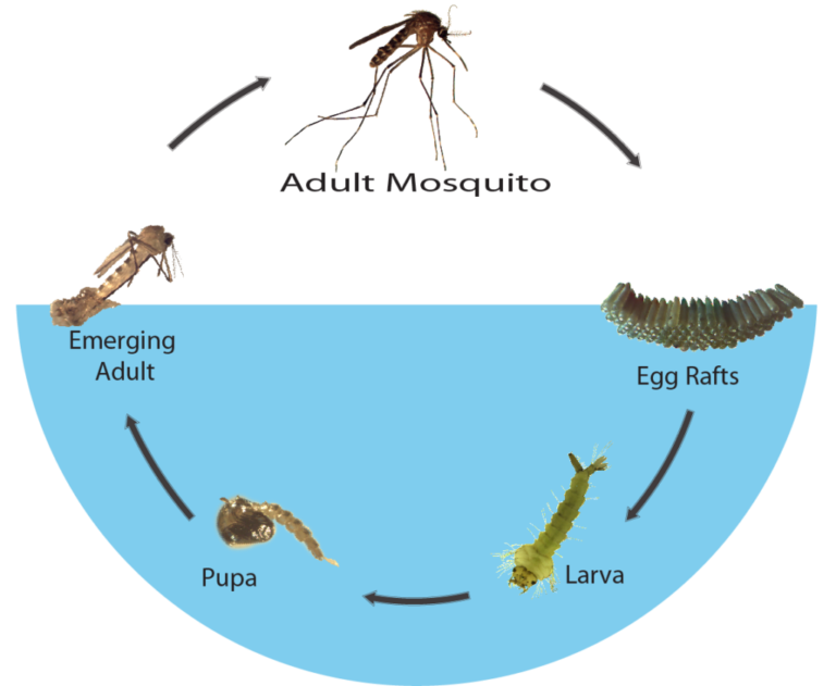 life cycle of the mosquito diagram