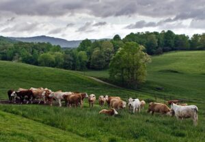 cows standing in field