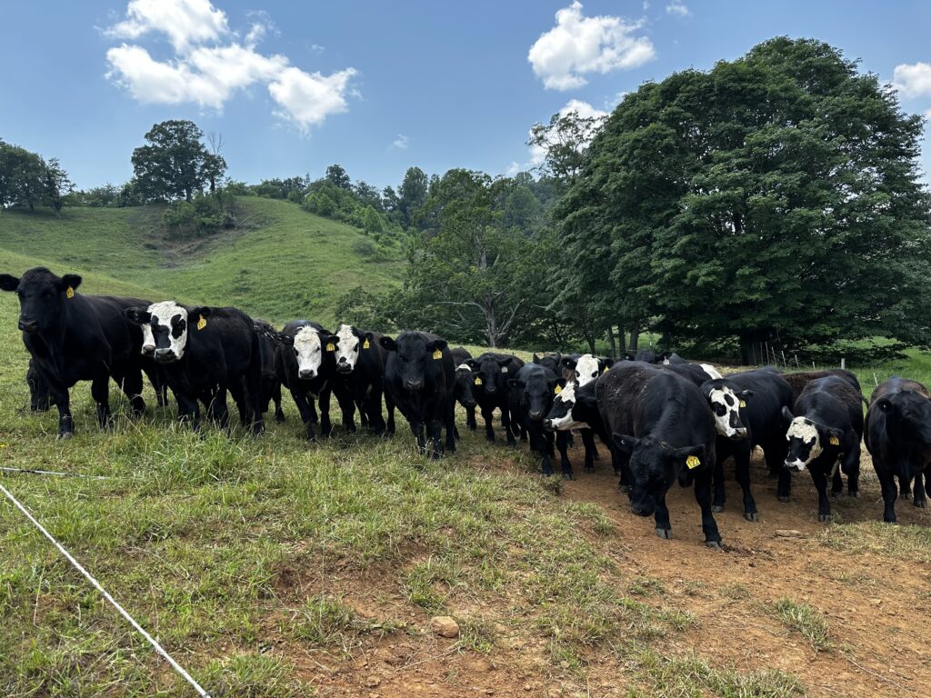 cows standing