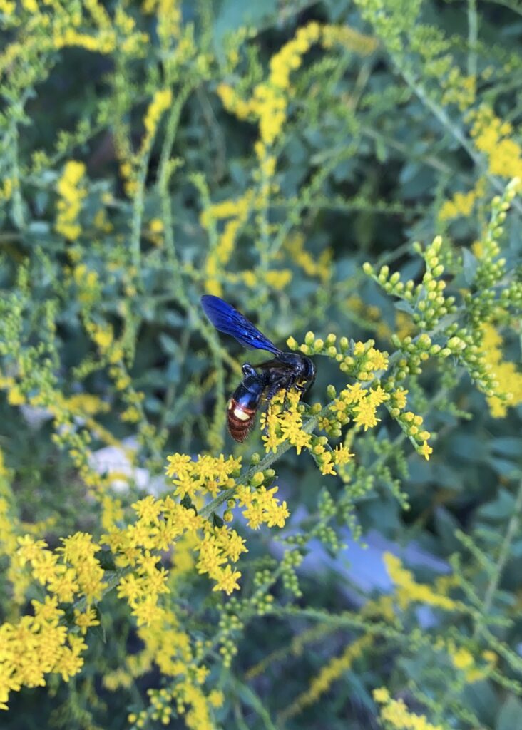 Scoliid wasps on flower