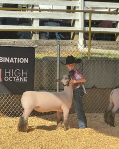 small child showing a sheep to the judges