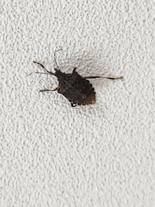 brown marmorated stink bug on wall