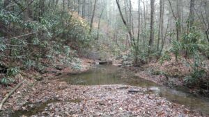 When you walk through the woods, it's easy to see the forest for the trees when you don't know which trees are which. Join me for an afternoon workshop as I help you put a name to a face of those trees you so often see as you stroll through the woods. The event is free. We will meet at Kerr Scott Dam Reservoir at 1:30 pm on Thursday, January 18th. Click here to sign up for the workshop. Dress warmly and wear sturdy shoes as we will spend a couple of hours on the nature trail beside the Dam's visitor center. Click here to register If you have any questions, please call Nathan Gatlin at (336) 651-7330 or send me an email at npgatlin@ncsu.edu.