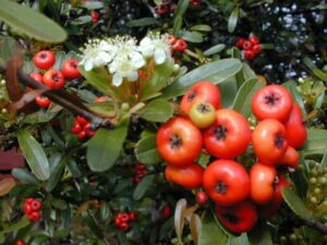 Pyracantha berry