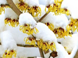 witch hazel blooms covered in snow