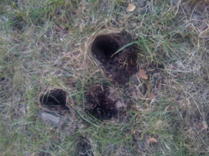cone shaped holes in grass