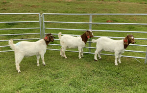 Cover photo for NC State College of Veterinary Medicine Small Ruminant Husbandry Owner Workshop