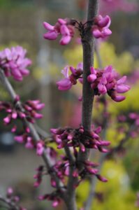 stems, buds and flowers of redbud tree