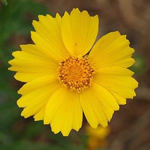 coreopsis