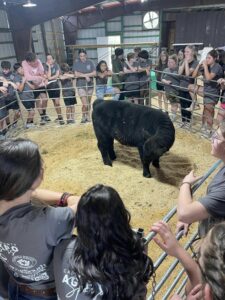 7th Graders gather around Caldwell County 4-H Livestock Club Member, Shleby Ford’s show cow to learn about beef cattle. 