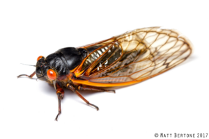 A 17-year cicada (Brood VI; Magicicada septendecim) Credit: Matt Bertone