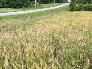 Cover photo for What Are the Pale Patches in Wheat Fields This Year?