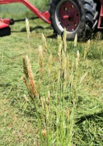 vernal grass in field