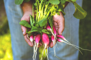 radishes held in a woman's hands
