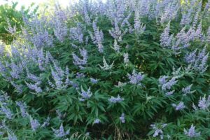 large bush with purple flowers