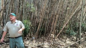 Jason Noble, County Forest Ranger, examining a stand of flowering bamboo in Caldwell County. (photo credit: Seth Nagy)