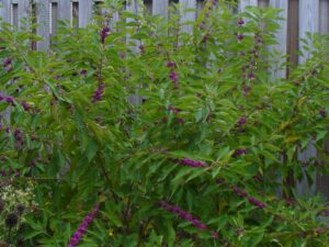 American Beautyberry- large, bushy green leaves with purple berries