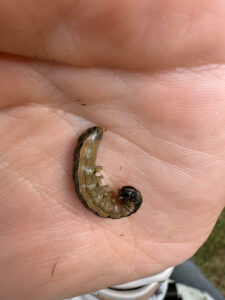 caterpillar