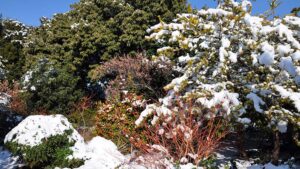 shrubs with snow on them